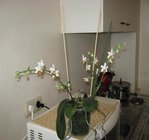 orchidee 15 064.JPG
