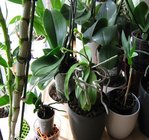 orchidee 15 054.JPG