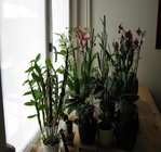 orchidee 15 018.JPG