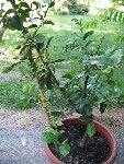 IMG_0097.JPG