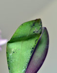 feuille vue de dessous