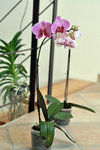 Plante dans son ensemble