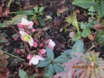 hellebore 2X.jpg