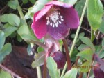 hellebore 4X.jpg