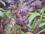 Hellebore 3X.jpg