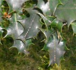 cochenille houx (2)bis.jpg