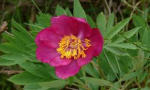 Pivoine officinale (sauvage)