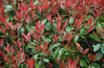 Photinia &quot;red robin&quot;