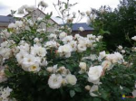 un rosier a fleurs groupées blanc<br />-très florifère !-