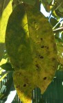 IMG_20130207_083820-1.jpg