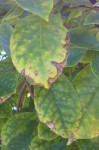 IMG_20130207_083829-1.jpg