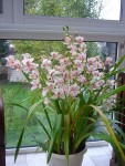 cymbidium février 2013.JPG