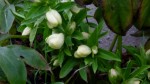 Hellebore jaune (640x360).jpg
