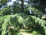 IMG_5284.JPG