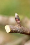 bourgeon fruit.jpg