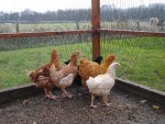 les quatres poules et le coq