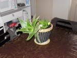 SDC17039.JPG