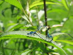 petites bleues amoureuses...