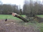 saule taillé
