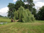 saule tombé en mai 2010