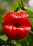 psychotria elata.jpg