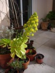 aeonium en fleurs.JPG