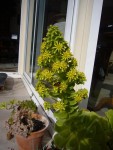 fleur aeonium.JPG