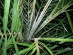 intérieur plante