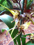une brassia maculata achetée en février 2008. Actuellement, elle me fait 2 PB.