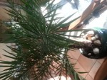 20130217_085113.jpg