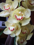 Un cymbidium acheté en février 2008 (encore!) qui fait maintenant 2 PB.