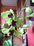 Un dendrobium (Tongcha gold ?), la petite dernière
