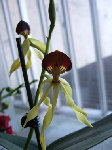 Une encyclia cochleata achetée en janvier 2008 avec 2 PB aujourd'hui.