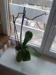 et la rescapé