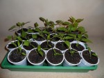 piments.JPG