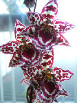 Un odontoglossum acheté en octobre 2007. Avec 2 PB aujourd'hui.