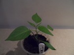 piment de cayenne.JPG