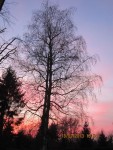 Mon arbre X.jpg