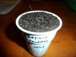 basilic pourpre_Converted.JPG