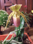 Mon premier paphio acheté en avril 2005. Il ne fleurit que tous les 2 ans et est unifloral.