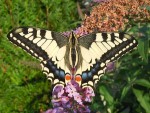 RSCN2460 - Copie.JPG