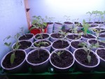 tomate 2.JPG