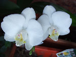 La 1ère orchidée qui s'est acclimatée chez moi, offerte par ma voisine en décembre 2004. Elle a aussi failli cramer mais chaque année, 2 hampes florales jaillissent comme un miracle.