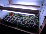 meuble tomate 5.JPG