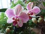 Une phal coup de coeur de juillet 2008.Apparemment une phal pink ?!. Et j'en ai aussi une dernière couleur fuchsia.