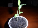 aubergine 2.JPG