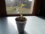 potiron écarlate_Converted.JPG