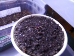 basilic pourpre 2.JPG