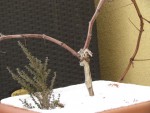 img_6625.jpg