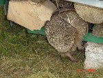 DSC02961.JPG